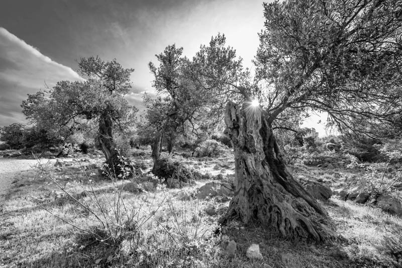 MTDi_Croatie-île-de-Pag_Lun_©ClaudeCruells-4854
